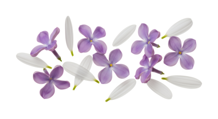 A beautiful arrangement of delicate lilac flowers and white petals scattered across a clean white background, showcasing their natural elegance and vibrant colors