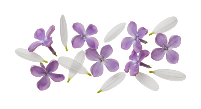 A beautiful arrangement of delicate lilac flowers and white petals scattered across a clean white background, showcasing their natural elegance and vibrant colors