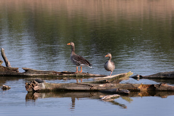 Two wild geese rest on floating logs in the middle of a calm lake, surrounded by nature. Peaceful water scene perfect for wildlife, outdoor, and nature photography.