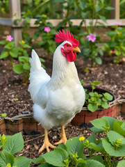 Free range white chicken leghorn breed in summer garden