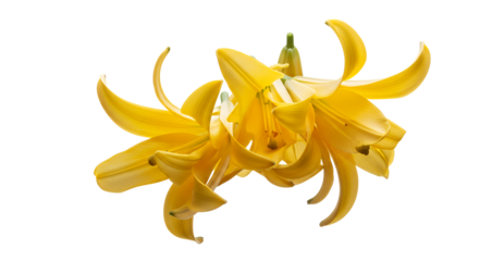 Close-up of two vibrant yellow lilies blooming gracefully against a clean white background, showcasing delicate petals and intricate stamens