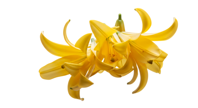 Close-up of two vibrant yellow lilies blooming gracefully against a clean white background, showcasing delicate petals and intricate stamens