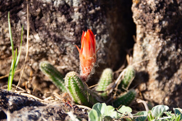 Chamaecereus silvestrii in the mountains of Cordoba, Argentina