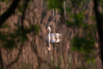 White swans swim gracefully on a calm lake, creating a serene and gentle nature scene. Soft reflections and quiet water highlight the beauty of these birds in their natural habitat.