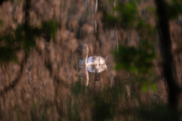 White swans swim gracefully on a calm lake, creating a serene and gentle nature scene. Soft reflections and quiet water highlight the beauty of these birds in their natural habitat.