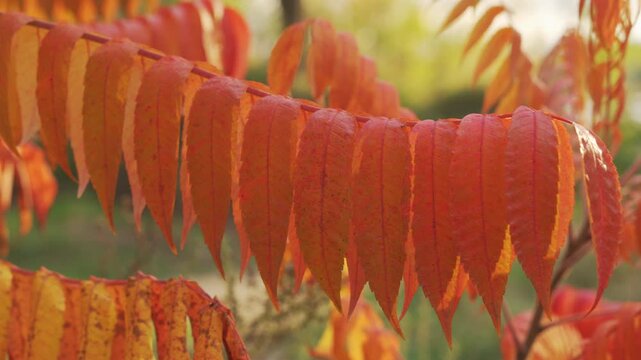 Fall Colors Texture: Detailed shot of the changing, fern-like Sumac leaves, transitioning from red to orange