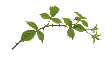 A thorny blackberry vine branch with green leaves on a white background, highlighting its natural texture