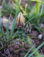 cacti of the Gymnocalycium family native to South America