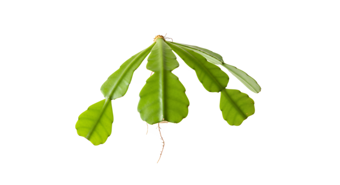 Vibrant green succulent plant cutting with visible root development, poised for new growth and cultivation, presented cleanly on an isolated white backdrop, ideal for botanical themes