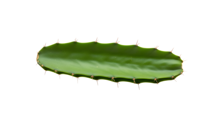 Vibrant green segment of a succulent plant, featuring its distinct spiky edges and smooth surface, perfectly isolated on a crisp white background for versatile botanical or design applications