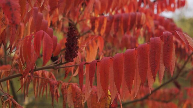 Fall Colors Texture: Detailed shot of the changing, fern-like Sumac leaves, transitioning from red to orange