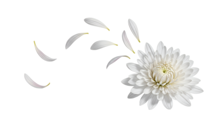 A delicate white chrysanthemum with scattered petals gracefully drifting away on a clean white background, symbolizing fragility and transient beauty in nature