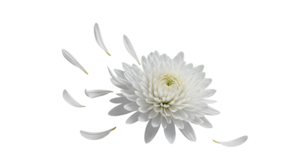 A delicate white chrysanthemum flower with petals gently falling, symbolizing purity and transient beauty