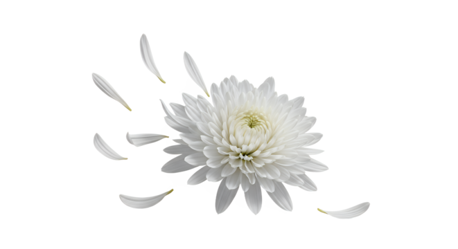 A delicate white chrysanthemum flower with petals gently falling, symbolizing purity and transient beauty