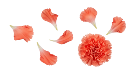 Close-up of a single vibrant orange carnation flower with scattered petals on a white background, isolated