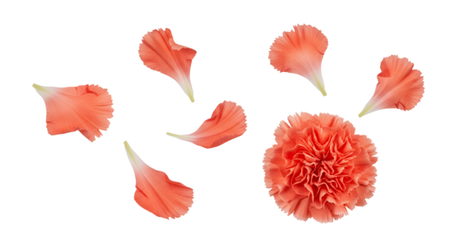 Close-up of a single vibrant orange carnation flower with scattered petals on a white background, isolated