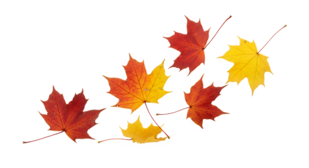 Autumn Maple Leaves on White Background, a collection of vibrant foliage that captures the essence of the fall season