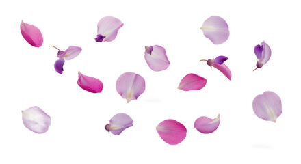 Floating Petals A Delicate Composition of Pink and Purple Floral Elements on White Background