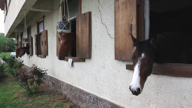 Many horses with dark manes stick their heads out of windows and stand in stalls in stable