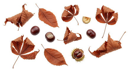 Dried brown autumn leaves and shiny horse chestnuts, some with spiky husks, scattered on white. A natural display of fall textures and colors