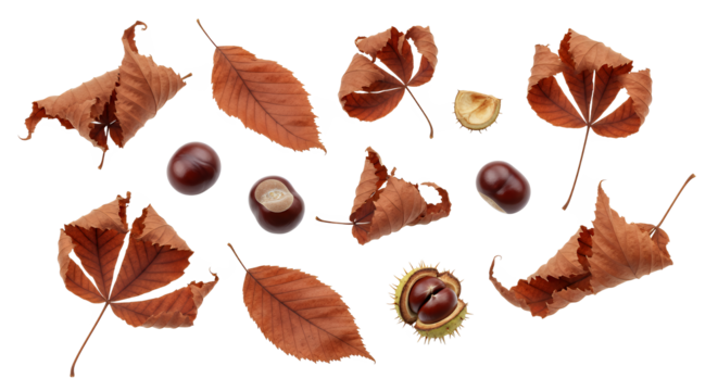 Dried brown autumn leaves and shiny horse chestnuts, some with spiky husks, scattered on white. A natural display of fall textures and colors