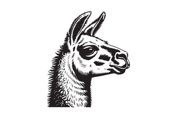 Fototapeta premium Detailed black and white illustration of a llama head