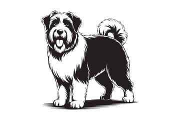 Black and white sketch of a fluffy bearded collie dog