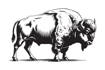 Majestic bison standing proudly in a detailed black and white illustration