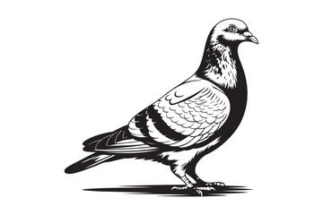 Detailed black and white sketch of a pigeon standing proudly