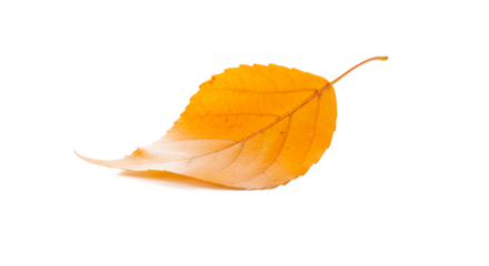 A single golden autumn leaf isolated on a white background, showcasing the vibrant colors of fall