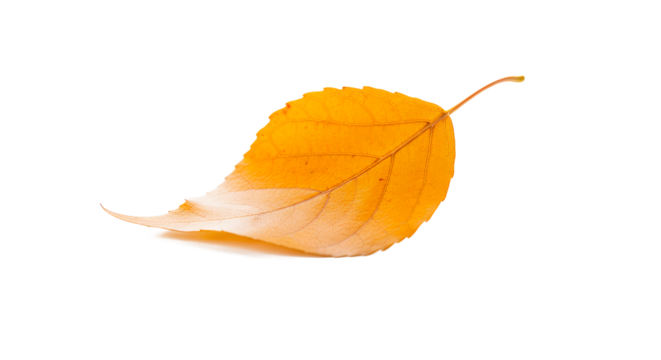A single golden autumn leaf isolated on a white background, showcasing the vibrant colors of fall