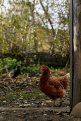 Brown Hen Standing Near Wooden Post on Rural Farm