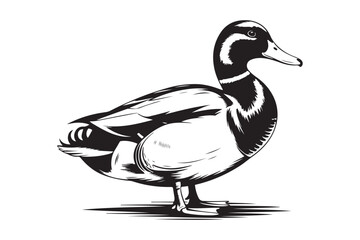 Detailed black and white illustration of a mallard duck