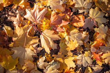 Colorful autumn leaves in various shades of yellow, orange, and brown cover the ground, creating a vibrant natural carpet in a serene outdoor environment