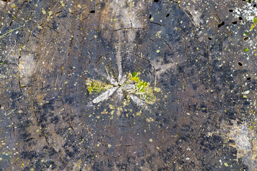 Cross section of tree trunk background. Old wood texture of tree rings.