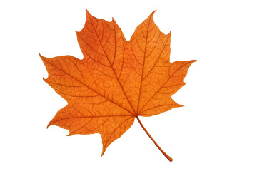 Obraz premium Maple leaf turning orange during autumn season, creating vibrant fall nature and seasonal beauty on transparent background