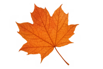 Maple leaf turning orange during autumn season, creating vibrant fall nature and seasonal beauty on transparent background