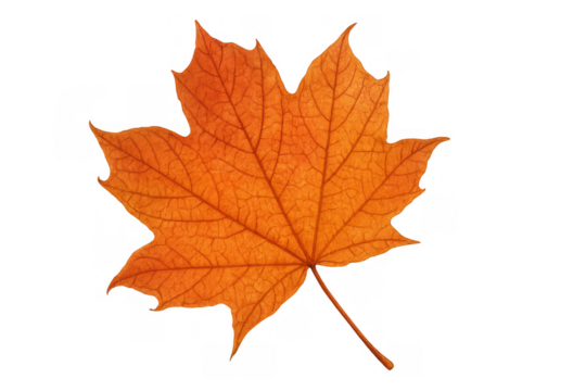 Maple leaf turning orange during autumn season, creating vibrant fall nature and seasonal beauty on transparent background - Powered by Adobe
