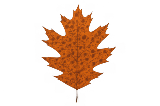 Autumn oak leaf changing colors, showing fall season and nature on a transparent background