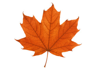 Obraz premium Autumn maple leaf showing beautiful orange color, seasonal fall foliage, isolated element with transparent background