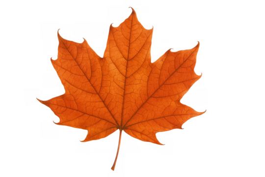 Autumn maple leaf showing beautiful orange color, seasonal fall foliage, isolated element with transparent background