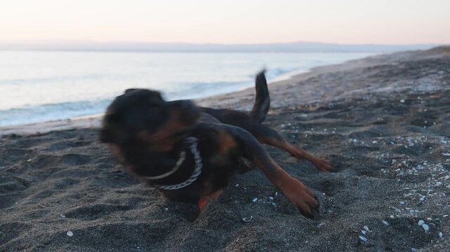The dog somersaults the beach near the sea