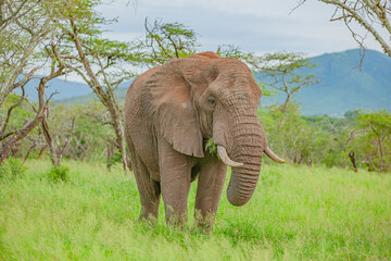  Elephants (Loxodonta), one of the most important groups of African wildlife, are walking in the savannah. © selim