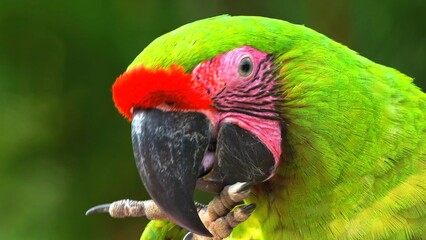red and green macaw