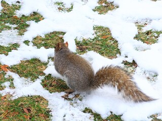 A rear view of a squirrel in winter © fluffypw88