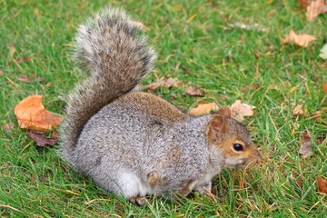 Grey squirrel in winter