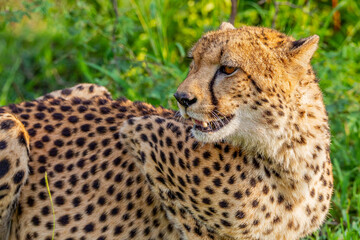 The cheetahs (Acinonyx jubatus) constitute one of the most important links of African wildlife.