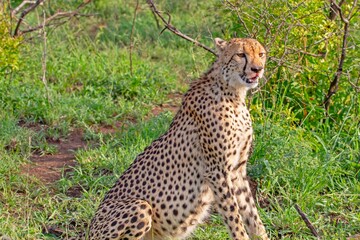 The cheetahs (Acinonyx jubatus) constitute one of the most important links of African wildlife.