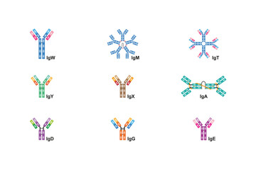 Antibodies Types Diagram Science Design. Vector Illustration.