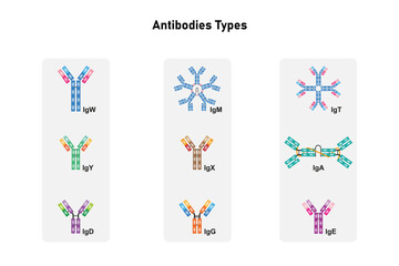 Antibodies Types Diagram Science Design. Vector Illustration.
